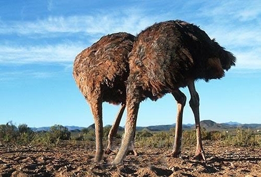 Two ostriches for Pilikula Biological Park 